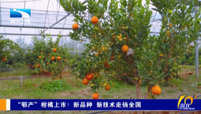“鄂产”柑橘上市！新品种 新技术走俏全国
