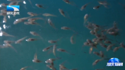 子三代中华鲟满月  40年攻关实现“保种自主”