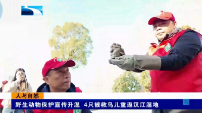 人与自然｜野生动物保护宣传升温 4只被救鸟儿重返汉江湿地