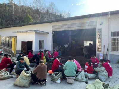 山地变“药仓”就业有“岗”位！郧西合作社激活乡村振兴新动能