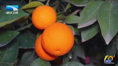 2025年12月11日湖北十分