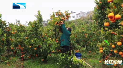 恩施巴东：产业系统化升级 小椪柑丰收啦 