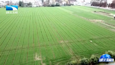 寒潮来袭 湖北1.4万农技人员一线护麦保丰收