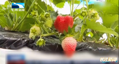 热点关注｜“草莓用了膨大剂”？“草莓是最脏水果”？真相是这样