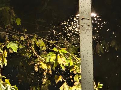 武汉东湖出现大量飞虫？专家：此虫不会伤人