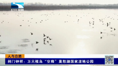 荆门钟祥：万只候鸟“空降”莫愁湖国家湿地公园