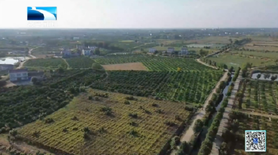 丰收时节丨宜昌枝江：瓜蒌子成致富“金豆豆”