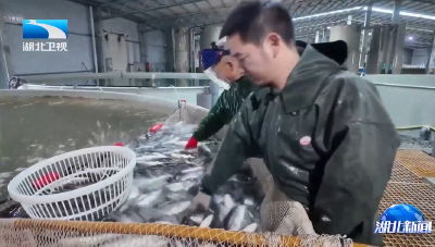 鱼儿分层住 湖北养鱼用上“智慧管家”