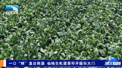 一口“鲜”直达韩国 仙桃生吃菠菜叩开国际大门