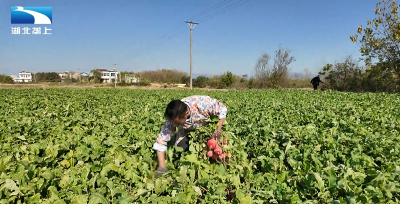孝感孝昌：小小红萝卜 致富“金疙瘩”