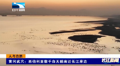 人与自然｜候鸟迁徙季 湖北多地迎“生态贵客”