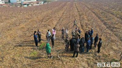 襄阳宜城：专家手把手教学 桃园开起“冬管课堂”