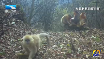 恩施巴东：百余只川金丝猴下山觅食 开启“冬日大迁徙”