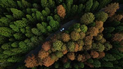 恩施咸丰坪坝营：汽车在彩色森林中穿行