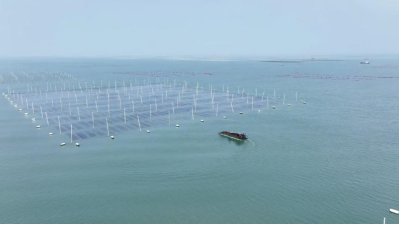 拼多多“千亿扶持”助力做强连云港紫菜产业 家门口的“妈妈岗”成乡村振兴温柔力量