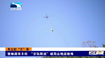 蜜柚迎来丰收 “空轨联运”破局山地运输难