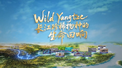 长江珍稀物种的生命回响