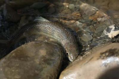 长江寻鱼记｜海拔3600米之上的“水中大熊猫”