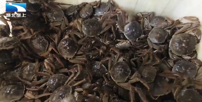 丰收大湖北：“横行”北上广！监利螃蟹“爬”出致富路