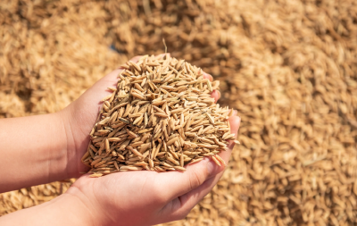 国家统计局：2025年全国粮食总产量14298亿斤 比2024年增长1.2%   