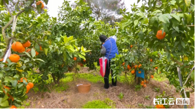 荆州江陵：“红美人”一路“狂飙”销全国