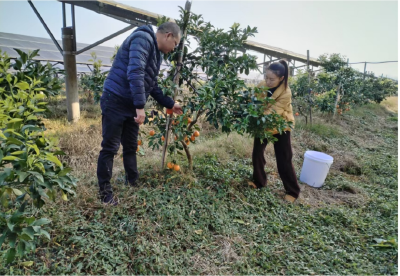 潜江渔洋镇：周金花夫妇返乡垦荒“橙”就一片天