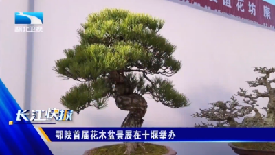 鄂陕首届花木盆景展在十堰举办