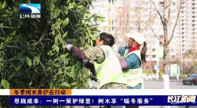 恩施咸丰：一树一策护绿意！树木享“暖冬服务”