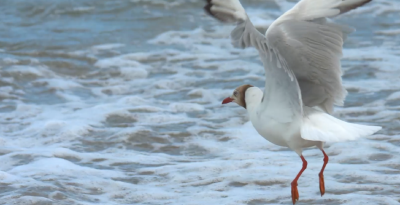 长江湖北宜昌中华鲟省级自然保护区