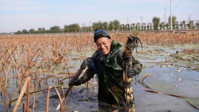 襄阳宜城：清泉润沃野 冬藕铺富路