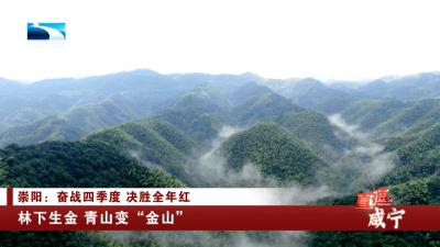 咸宁崇阳：林下生金 青山变“金山”