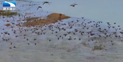 咸宁咸安：候鸟翔集 尽显生态之美