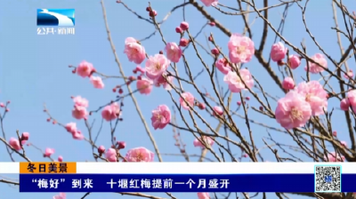 冬日美景 | “梅好”到来 十堰红梅提前一个月盛开
