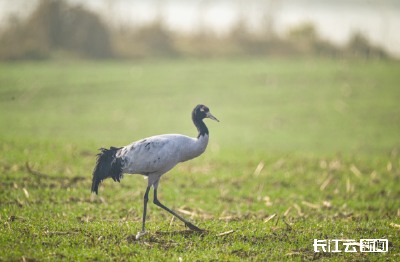 湖北首次！“高原仙鹤”黑颈鹤现身襄阳谷城
