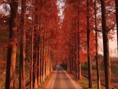 襄阳南漳：神龙山林场的水杉大道，藏着冬日最惊艳的风景  