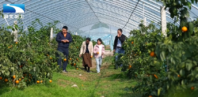 农业高质量发展：推广良种良法 林果专家助农增收超亿元