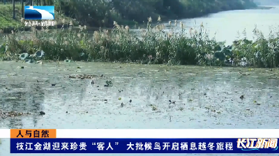 人与自然｜枝江金湖迎来珍贵“客人”大批候鸟开启栖息越冬旅程