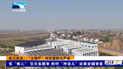 长江关注：“土特产”闯出富民大产业 有“味儿”宝贝鱼腥草 独特“冲劲儿”征服全国食客