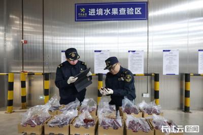 每颗车厘子都在降价 中智自贸协零关税政策让消费者直呼“真香”