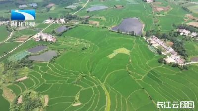 奋进“十五五”·厅局长访谈丨湖北省农业农村厅党组书记、厅长张桂华：加快打造新时代“鱼米之乡”
