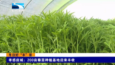 孝感应城：200亩藜蒿种植基地迎来丰收