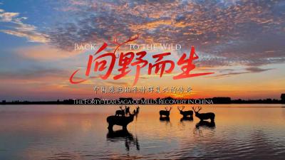 向野而生：中国麋鹿40年种群复兴的传奇