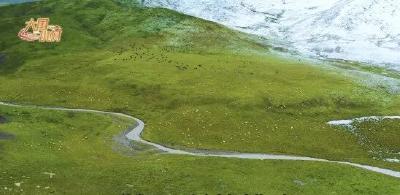大国小村｜从雪山牧场到国际认证，探访青海高原牧村的“破圈”之路