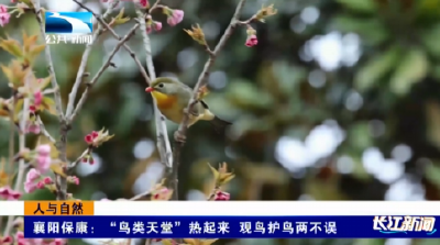 人与自然 | 襄阳保康：“鸟类天堂”热起来 观鸟护鸟两不误