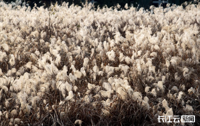 襄阳南漳：芦花飞雪处 云水共长天
