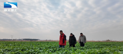 孝感孝昌：农技专家田间“把脉” 助力油菜安全越冬