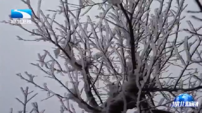 2026年1月11日湖北新闻