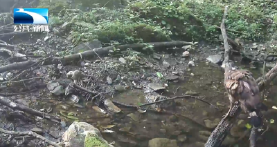 人与自然｜凤头蜂鹰 蛇雕 中华斑羚 小动物组团来赛武当“打卡”