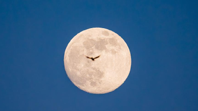 视频丨今晚2026首轮满月与流星雨同框