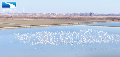孝感汉川：近万只候鸟栖息蟹塘 警民共建护鸟队